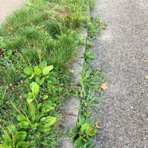 Curb Cleanup (Gravel, Debris, Weeds)